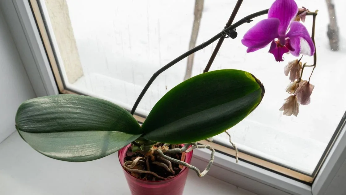 Tajemství bohatě kvetoucích orchidejí: Stačí 15 minut povařit obyčejné bramborové slupky